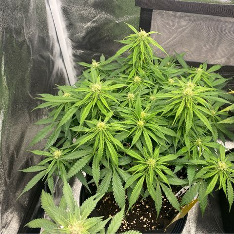 AUTO IMPERIUM X  growlog photo: BW4