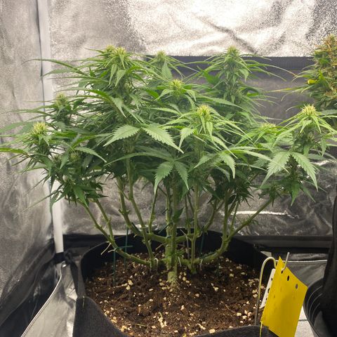 AUTO IMPERIUM X  growlog timeline photo
