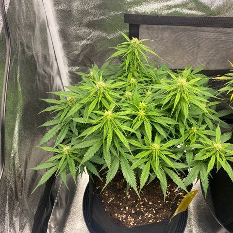 AUTO IMPERIUM X  growlog timeline photo