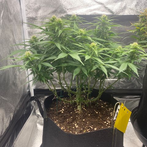 AUTO IMPERIUM X  growlog timeline photo