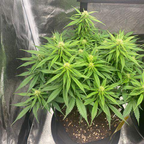 AUTO IMPERIUM X  growlog timeline photo
