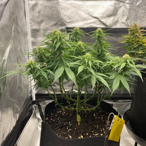 AUTO IMPERIUM X  growlog timeline photo