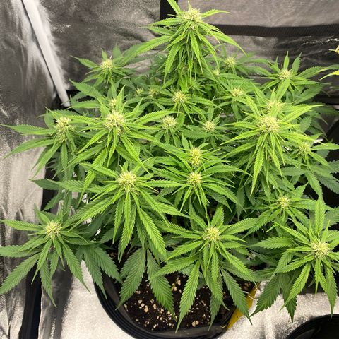 AUTO IMPERIUM X  growlog timeline photo