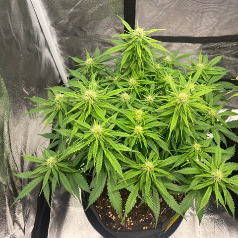 AUTO IMPERIUM X  growlog timeline photo