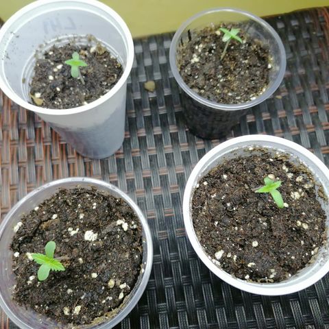 Lebron Haze #1 growlog timeline photo