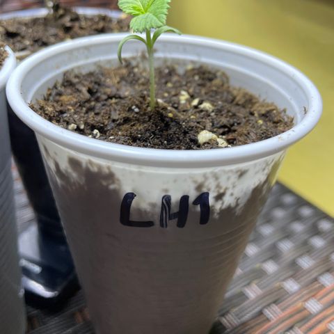 Lebron Haze #1 growlog timeline photo