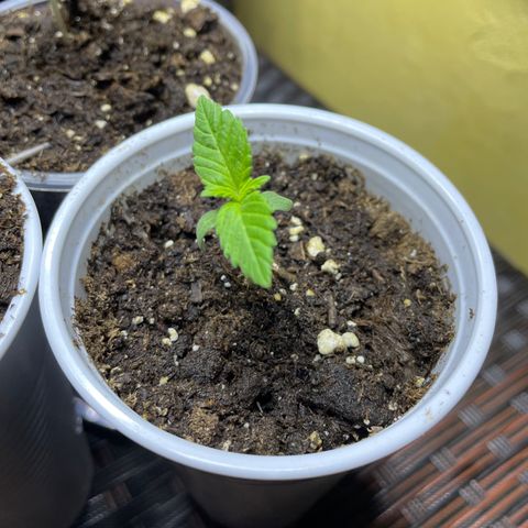 Lebron Haze #1 growlog timeline photo