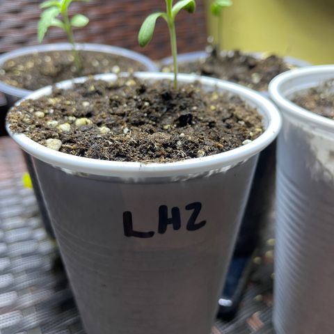 Lebron Haze #2 growlog timeline photo
