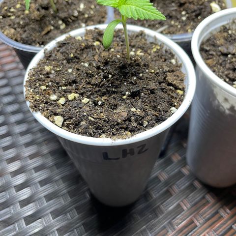 Lebron Haze #2 growlog timeline photo
