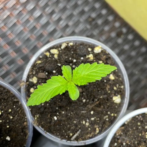 Lebron Haze #3 growlog timeline photo