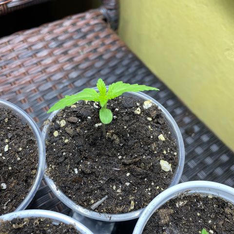 Lebron Haze #3 growlog timeline photo