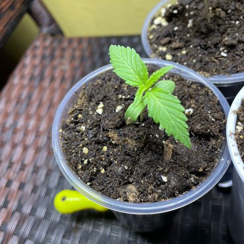 Lebron Haze #4 growlog timeline photo