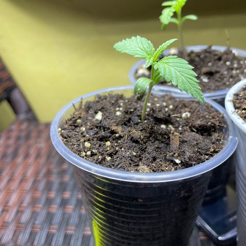 Lebron Haze #4 growlog timeline photo