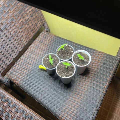 Lebron Haze #2 growlog timeline photo