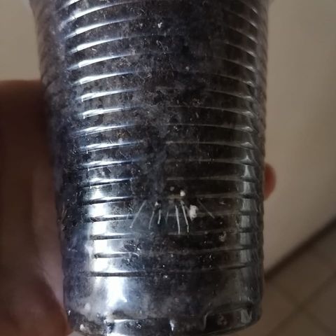 Lebron Haze #4 growlog photo: Vemos el resultado de la micorrizas, ya con raíces colonizando a la vista.
Se repitió el proceso de aplicar micorrizas y rellenar con sustrato hasta llegar al tope del vaso.