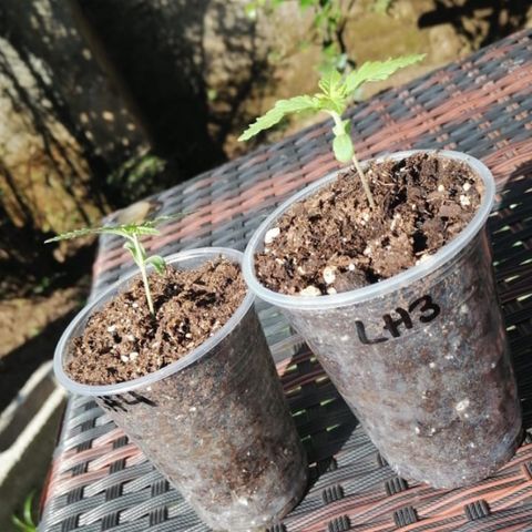 Lebron Haze #4 growlog timeline photo