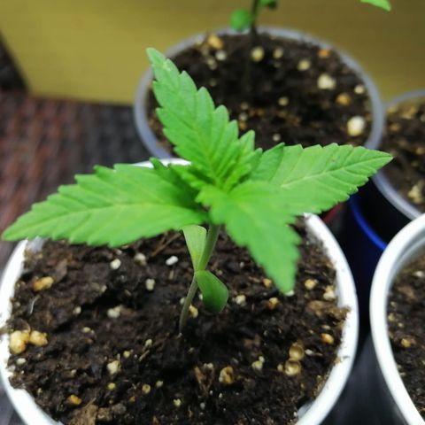 Lebron Haze #1 growlog timeline photo