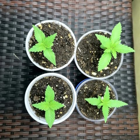 Lebron Haze #3 growlog timeline photo