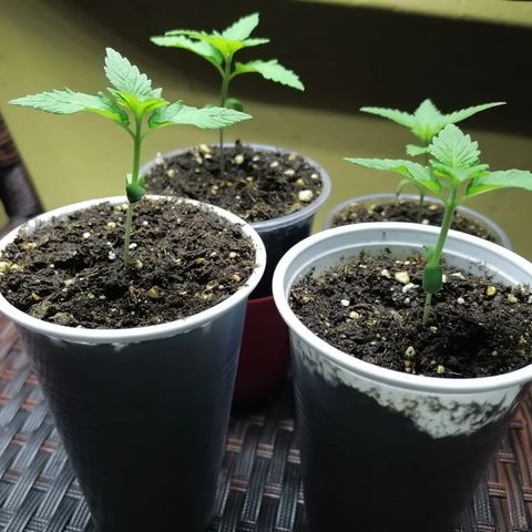 Lebron Haze #1 growlog timeline photo