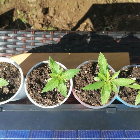 Lebron Haze #2 growlog timeline photo