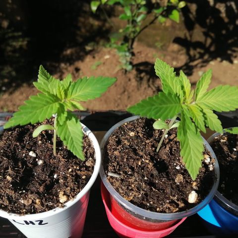 Lebron Haze #3 growlog timeline photo