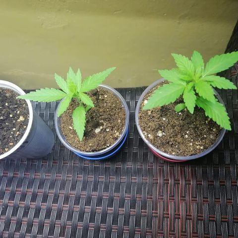 Lebron Haze #4 growlog timeline photo