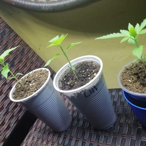 Lebron Haze #1 growlog timeline photo