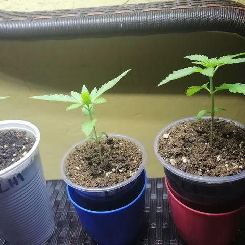 Lebron Haze #3 growlog timeline photo