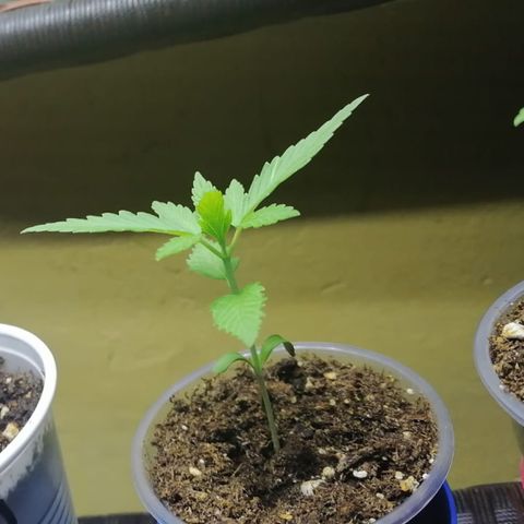 Lebron Haze #3 growlog timeline photo
