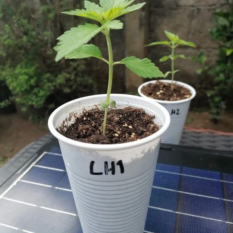 Lebron Haze #1 growlog timeline photo