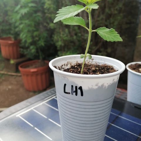 Lebron Haze #1 growlog timeline photo
