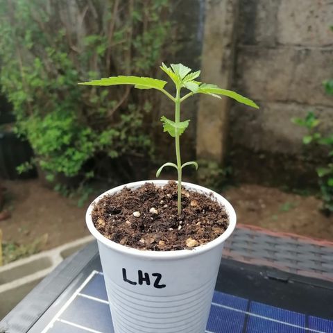 Lebron Haze #2 growlog timeline photo