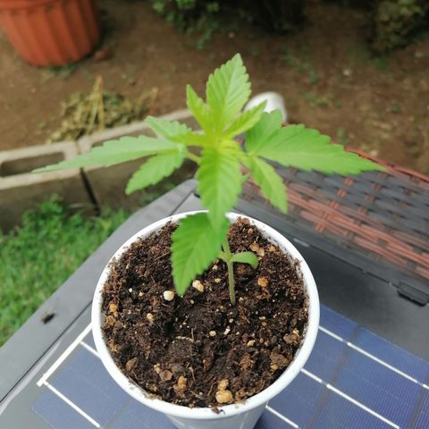 Lebron Haze #2 growlog timeline photo