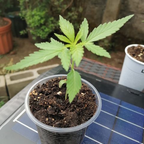 Lebron Haze #3 growlog timeline photo