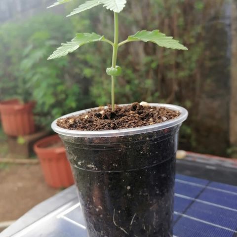 Lebron Haze #3 growlog timeline photo