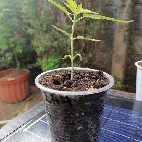 Lebron Haze #4 growlog timeline photo