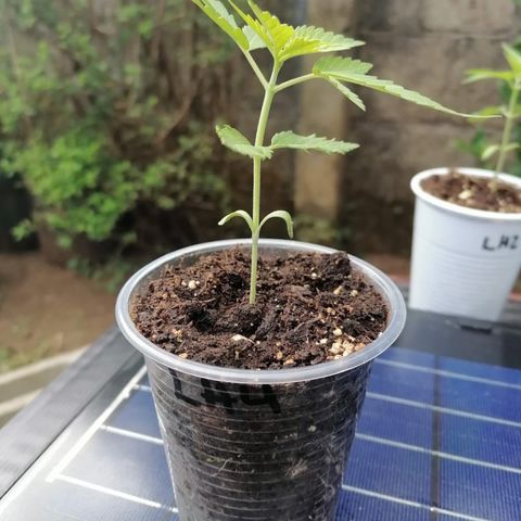 Lebron Haze #4 growlog timeline photo