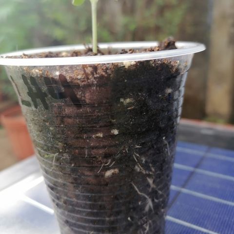 Lebron Haze #4 growlog timeline photo