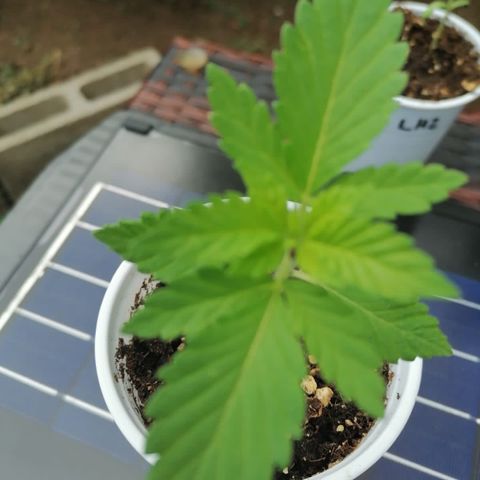 Lebron Haze #1 growlog timeline photo