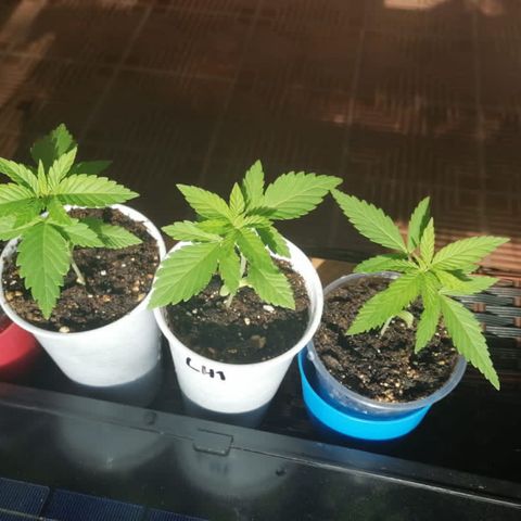 Lebron Haze #2 growlog timeline photo