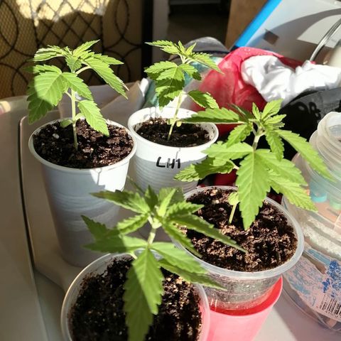 Lebron Haze #3 growlog timeline photo