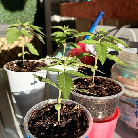 Lebron Haze #1 growlog timeline photo
