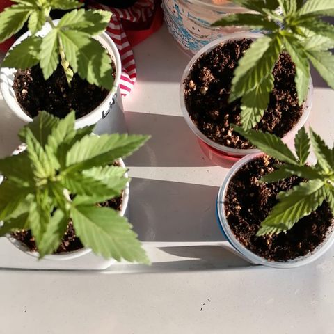 Lebron Haze #4 growlog timeline photo