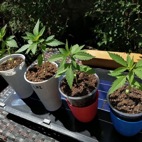 Lebron Haze #4 growlog timeline photo