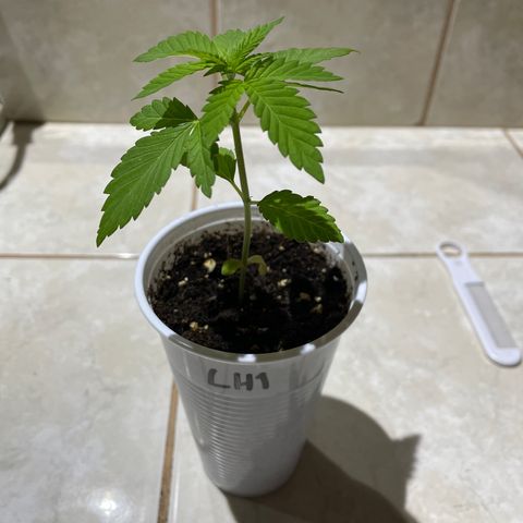 Lebron Haze #1 growlog timeline photo