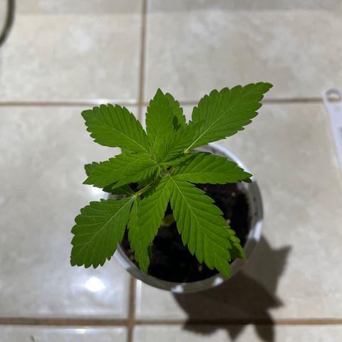 Lebron Haze #1 growlog timeline photo