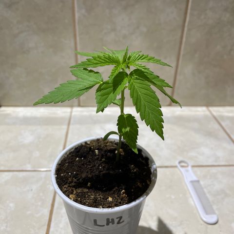 Lebron Haze #2 growlog timeline photo