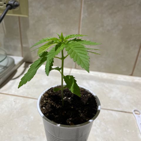Lebron Haze #2 growlog timeline photo