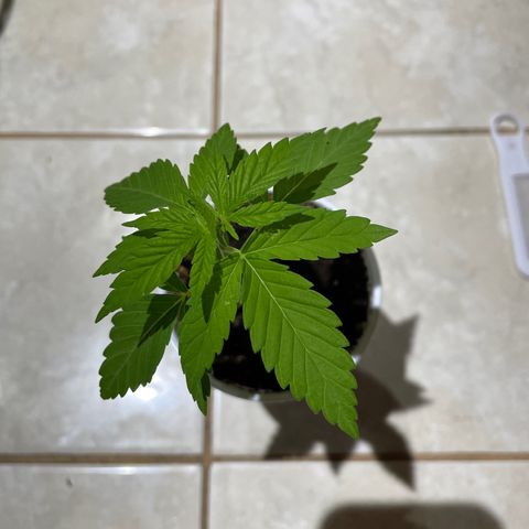 Lebron Haze #2 growlog timeline photo