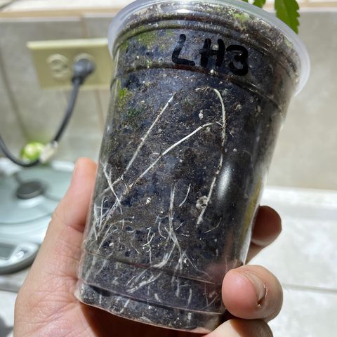 Lebron Haze #3 growlog timeline photo